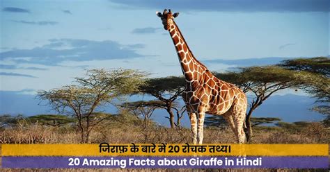 what do we call giraffe in hindi|giraffe facts in hindi.